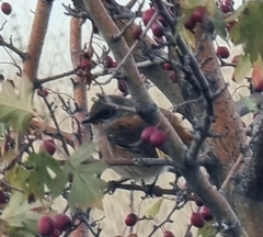 Phoenicurus erythronotus