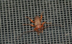 Phymatodes testaceus