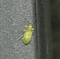 Pachyrhinus lethierryi