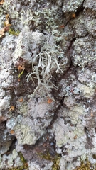 Ramalina farinacea