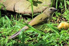 Saltator striatipectus