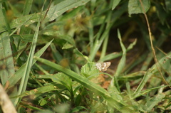 Burnsius orcynoides