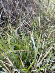 Microlaena tasmanica