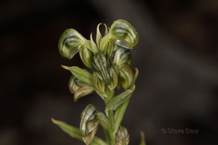 Pterostylis vittata