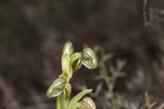 Pterostylis vittata