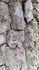 Lepra amara
