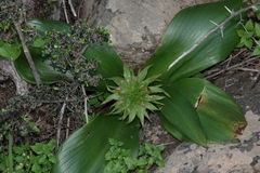 Eucomis regia