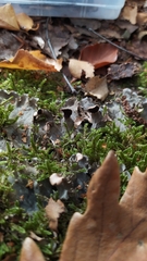 Peltigera horizontalis