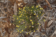 Conostylis setigera