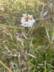 Epacris