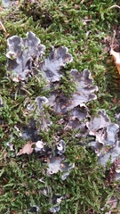 Peltigera horizontalis