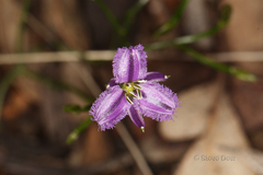 Thysanotus patersonii