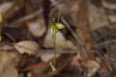 Pterostylis setulosa