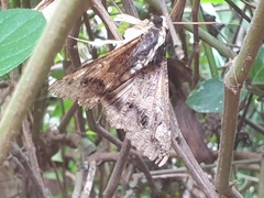 Sphingomorpha chlorea