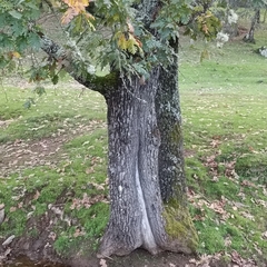 Quercus pyrenaica