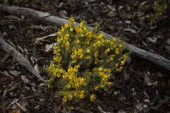 Hibbertia hemignosta