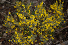 Hibbertia hemignosta