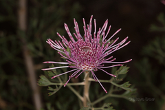 Isopogon crithmifolius