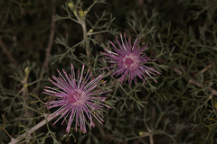 Isopogon crithmifolius