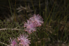 Isopogon crithmifolius