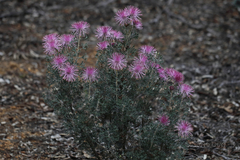 Isopogon crithmifolius
