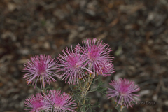Isopogon crithmifolius