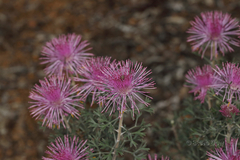 Isopogon crithmifolius