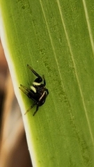 Heliophanus apiatus