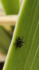 Heliophanus apiatus