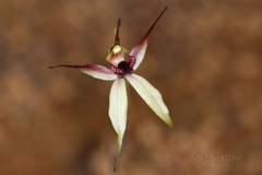 Caladenia macrostylis