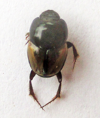 Onthophagus pallidipennis