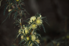 Banksia squarrosa