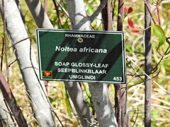 Noltea africana