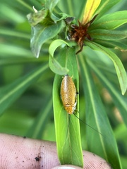 Pseudophyllodromiinae