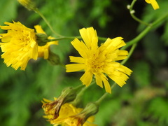 Hieracium glaucinum