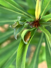 Pseudophyllodromiinae