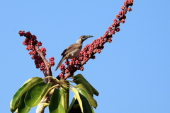 Philemon citreogularis