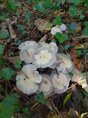 Candolleomyces candolleanus