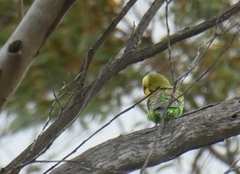 Melopsittacus undulatus