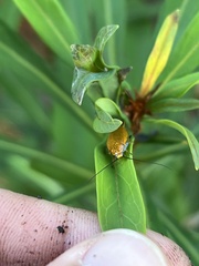 Pseudophyllodromiinae