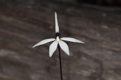 Caladenia saccharata