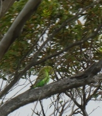 Melopsittacus undulatus