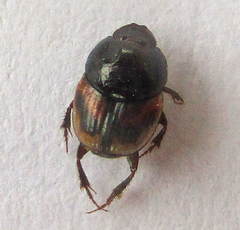 Onthophagus flavolimbatus