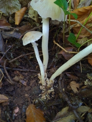 Candolleomyces candolleanus
