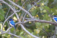 Todiramphus macleayii