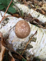 Fomitopsis betulina
