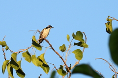 Melithreptus albogularis