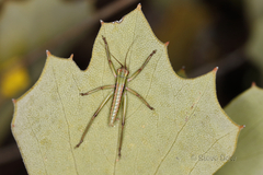Tettigoniinae