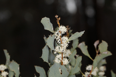Hakea undulata