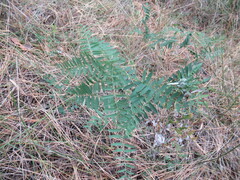 Vicia nervata